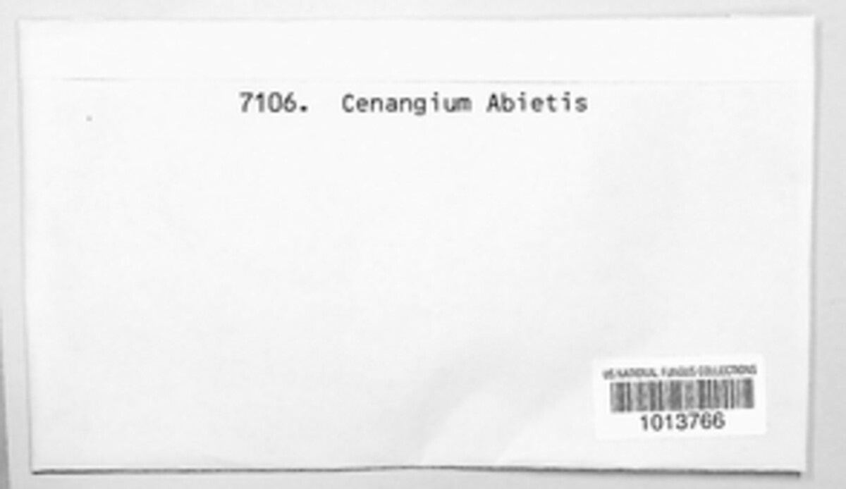 Cenangium ferruginosum image